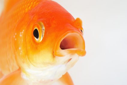 Working in a Fishbowl, and Five Other Trends in Laboratory Design