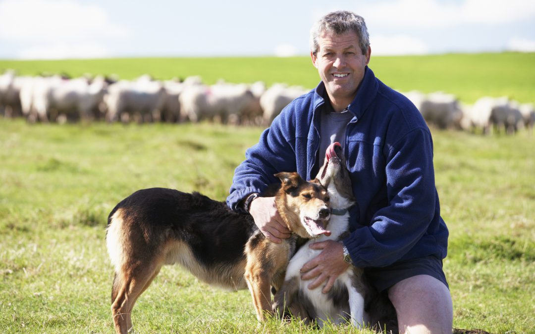 RFID Debate: Sheep’s Privacy is Violated