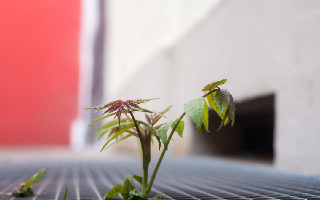 Lesson Three: Resilience – 5 Steps for Your Business Model